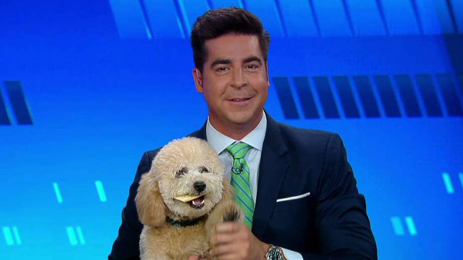 What breed of dog is Jesse Watters dog rookie?