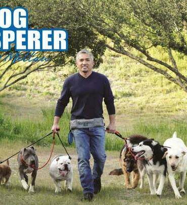 How much does The Dog Whisperer charge?