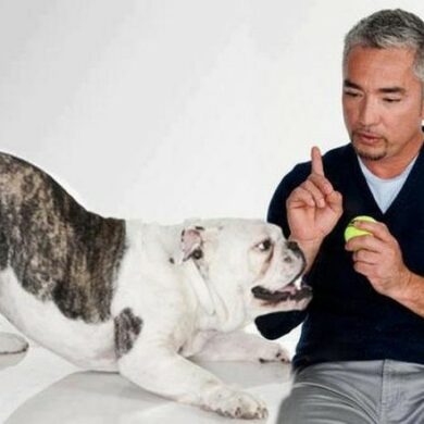 How many dogs does Cesar Millan own?