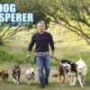 How much does the dog whisperer charge?