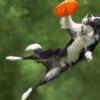 Top 10 Best Dog Sports and Activities - Most Popular Dog Sports