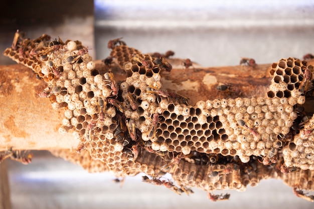 Pourquoi les guêpes reviennent au même endroit ?