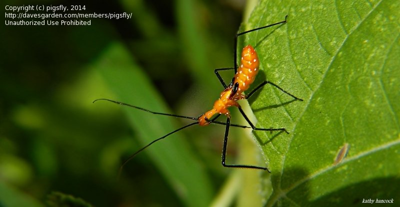 Pourquoi Orange ne fonctionne pas ?