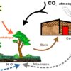 Comment obtenir de la biomasse ?