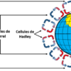 Quelles sont les conséquences de la force de Coriolis sur les mouvements océaniques ?