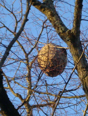 Quel produit utiliser pour détruire un nid de frelon asiatique ?