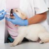 Est-il obligatoire de faire vacciner son chien ?