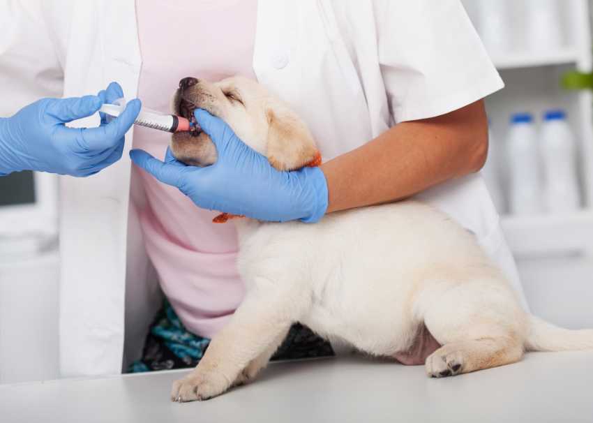 Est-il obligatoire de faire vacciner son chien ?