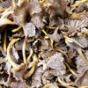 Quelle différence entre la chanterelle et la girolle ?