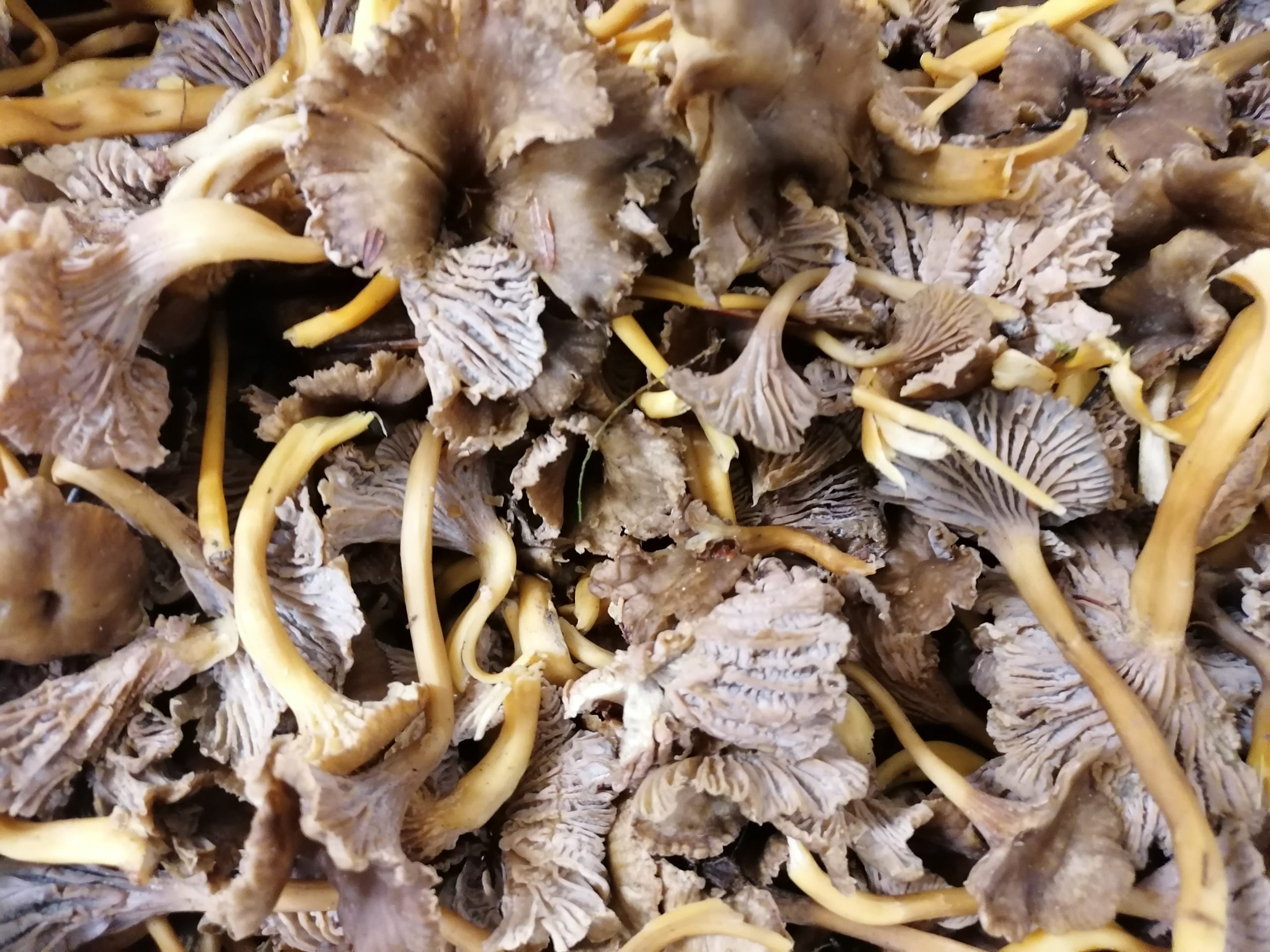 Quelle différence entre la chanterelle et la girolle ?