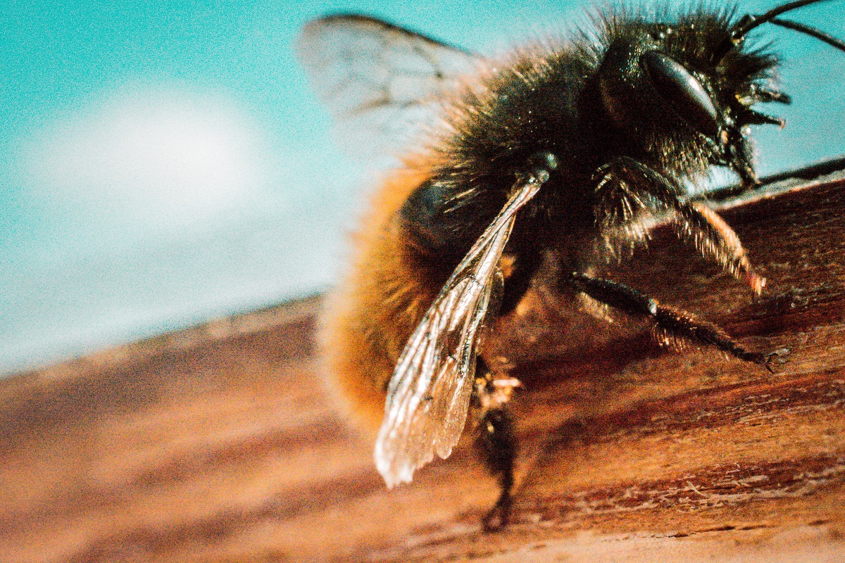 Comment faire fuir un nid de guêpe naturellement ?